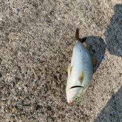 やっぱりツバスとうっかりガザミ