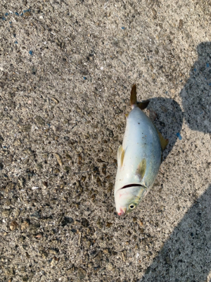 やっぱりツバスとうっかりガザミ