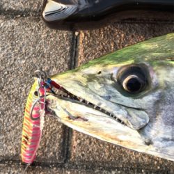 サワラ？サゴシ？