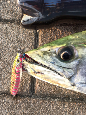 サワラ？サゴシ？