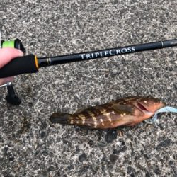 夏と言えばアコウ