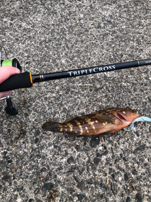 夏と言えばアコウ