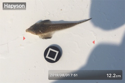 ミニチュア祭り