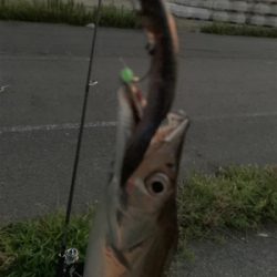 8月初日タチウオ