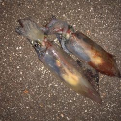 ケンサキエギング