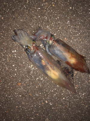 ケンサキエギング