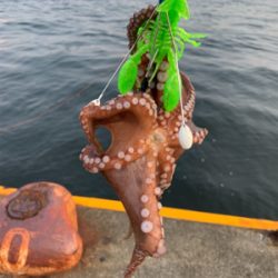 朝まづめのオクトパッシング