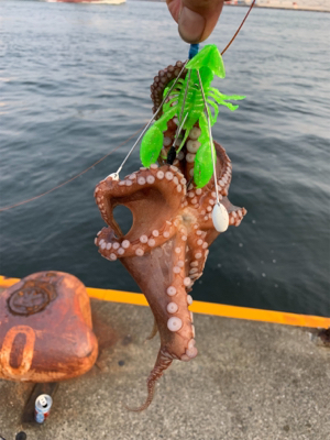 朝まづめのオクトパッシング