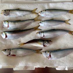 朝まずめ、常滑港。