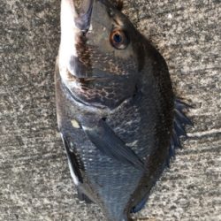 ツバスがイワシを追いかけてボイル多発