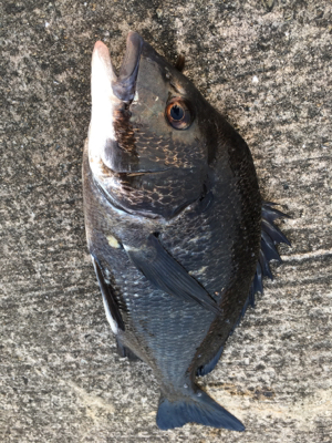 ツバスがイワシを追いかけてボイル多発