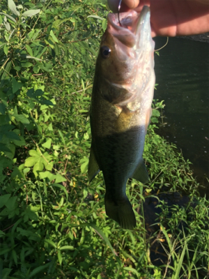 八田原ダムバス釣り