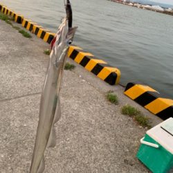 連日のタチウオ-ポン