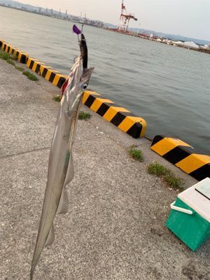 連日のタチウオ-ポン