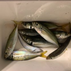 偏食パターン、アジング