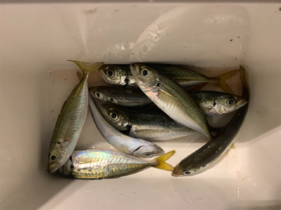 偏食パターン、アジング