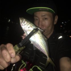 剣先イカ始まりました?ホントに?