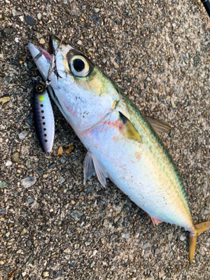 新作ジグで数釣り