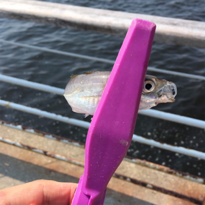 シーサイドコスモで豆アジとサッパ