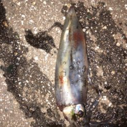 連日のケンサキエギング