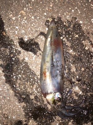 連日のケンサキエギング