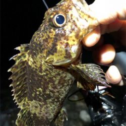 サーフフロートメバリング