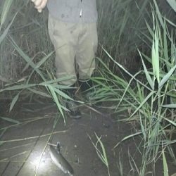 今夜もシーバス