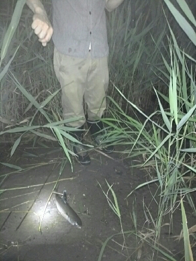 今夜もシーバス