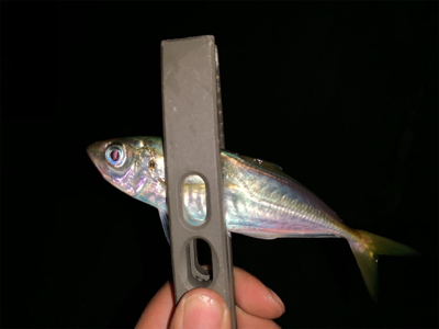 連日のアジング