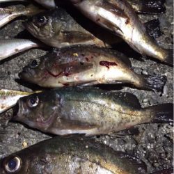 久々のメバ、アジング♪