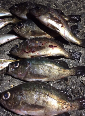 久々のメバ、アジング♪