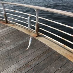 ミニサヨリ&アジげっと