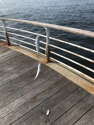 ミニサヨリ&アジげっと