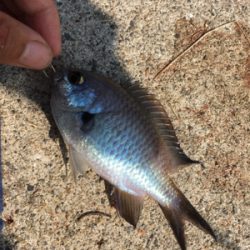 なんとかツバスゲット！