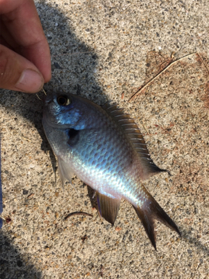 なんとかツバスゲット！