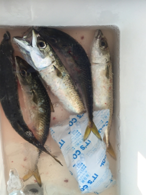 ツバス狙いが、、、