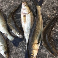 表層から棚を変えながらアタリをさがす