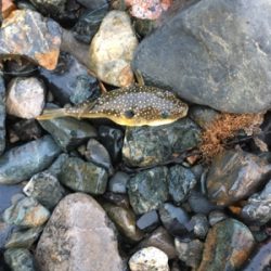 親父たちの釣行 舞鶴編