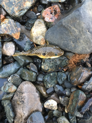 親父たちの釣行 舞鶴編