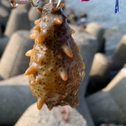 今日早起きオクトパッシング 。