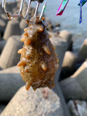 今日早起きオクトパッシング 。