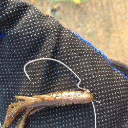 淀川デイゲームでキビレ