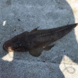 ツバスのはずが・・・