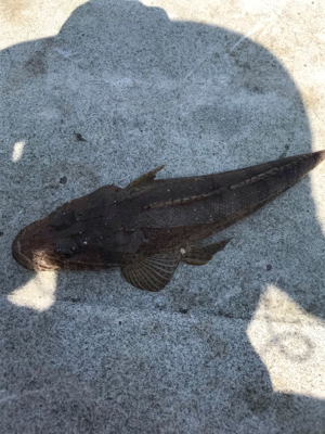 ツバスのはずが・・・