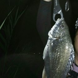 紀ノ川シーバス、チヌ、マゴチ