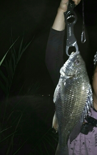 紀ノ川シーバス、チヌ、マゴチ