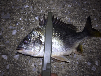 今夜のチヌはでかい！