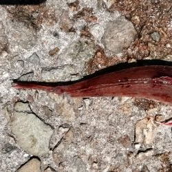 早朝から投げ祭り