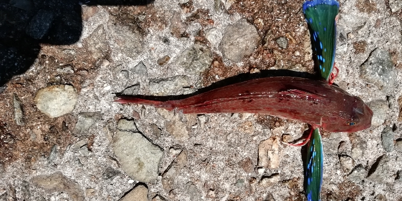 早朝から投げ祭り