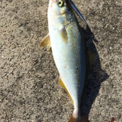 サバアジツバス